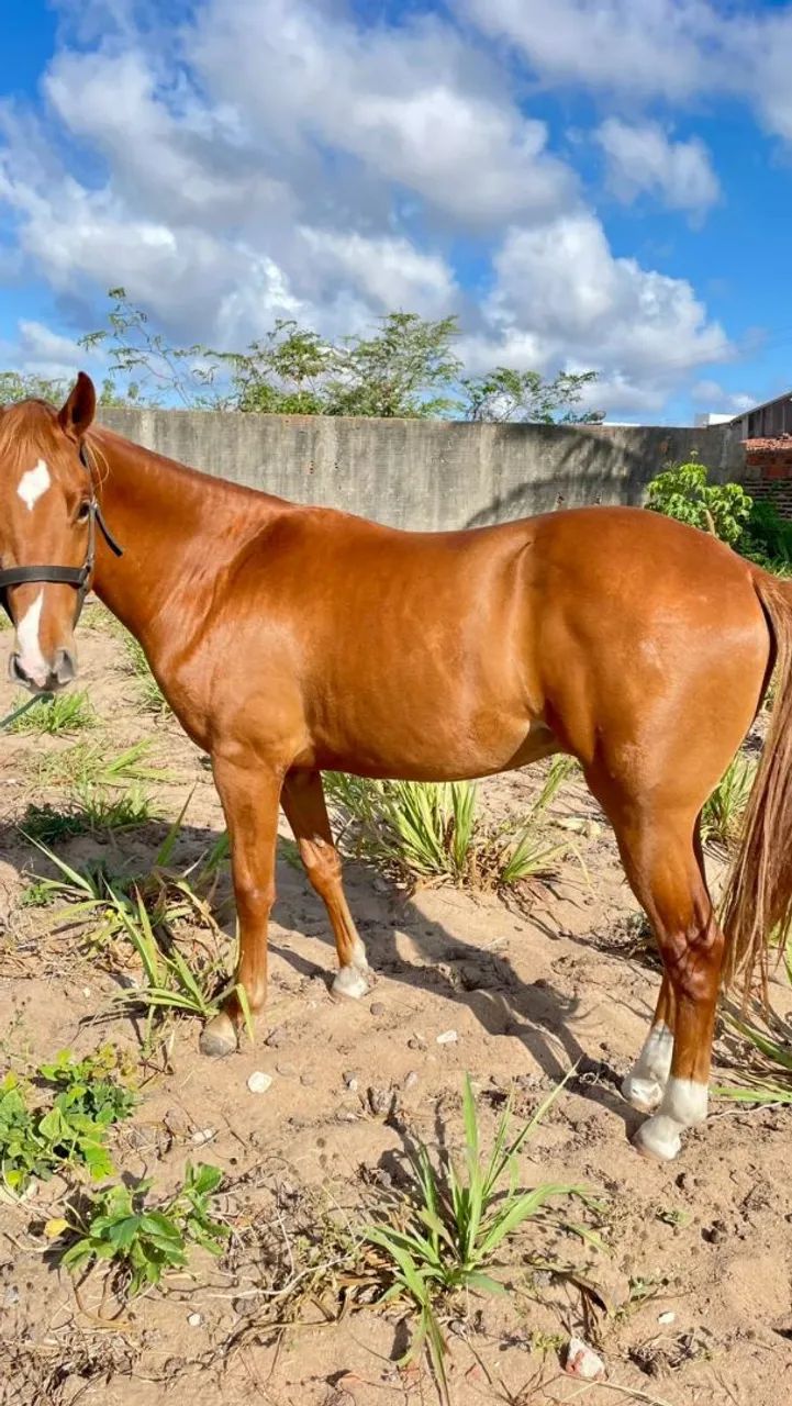 Vende-se ou Troca Potro! - Foto 6