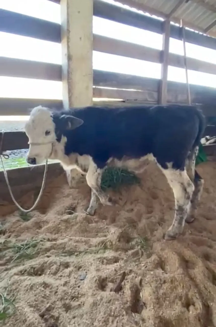 Vaca