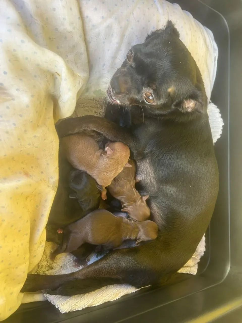 Chihuahuas puros, lindos e saudáveis 