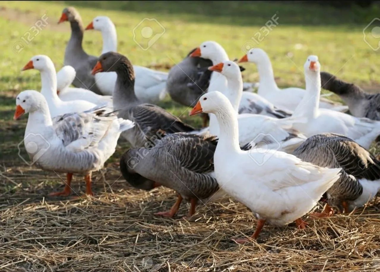 Gansos e Angolas  - Foto 2