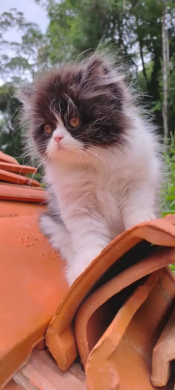 Persas Filhote a pronta entrega  - Foto 4