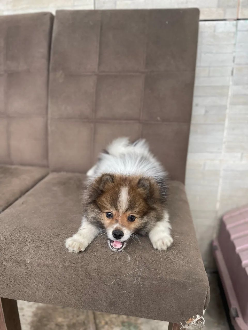 Cachorro 
