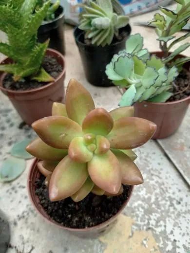 Suculentas e cactos - Foto 2