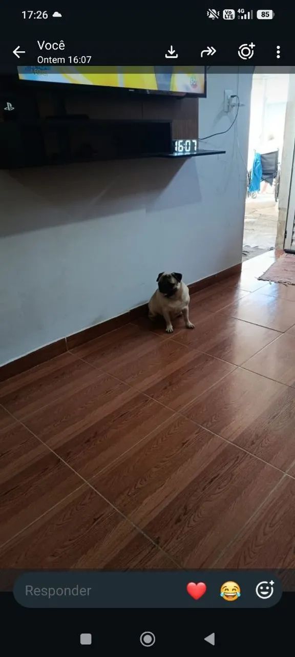 Pug