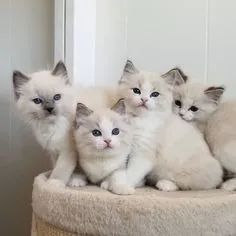 Ragdoll  - Foto 2