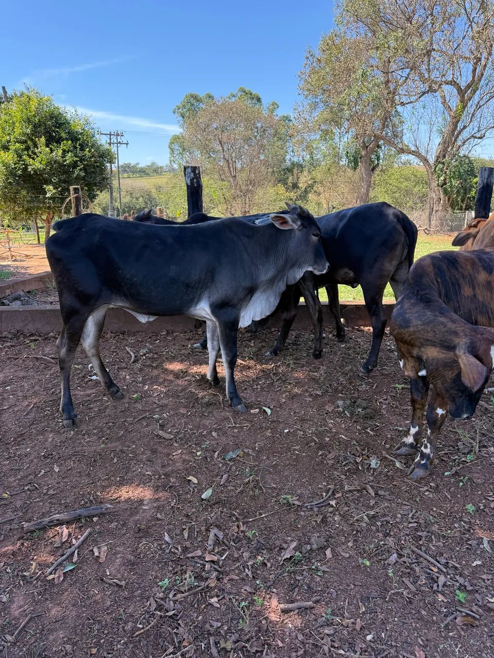 Novilhas a venda