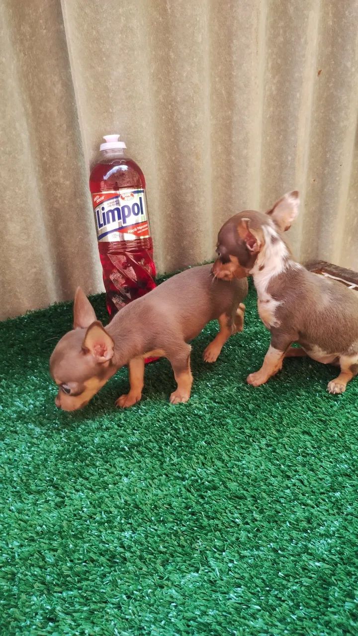 Pinscher micro exóticos. - Foto 3