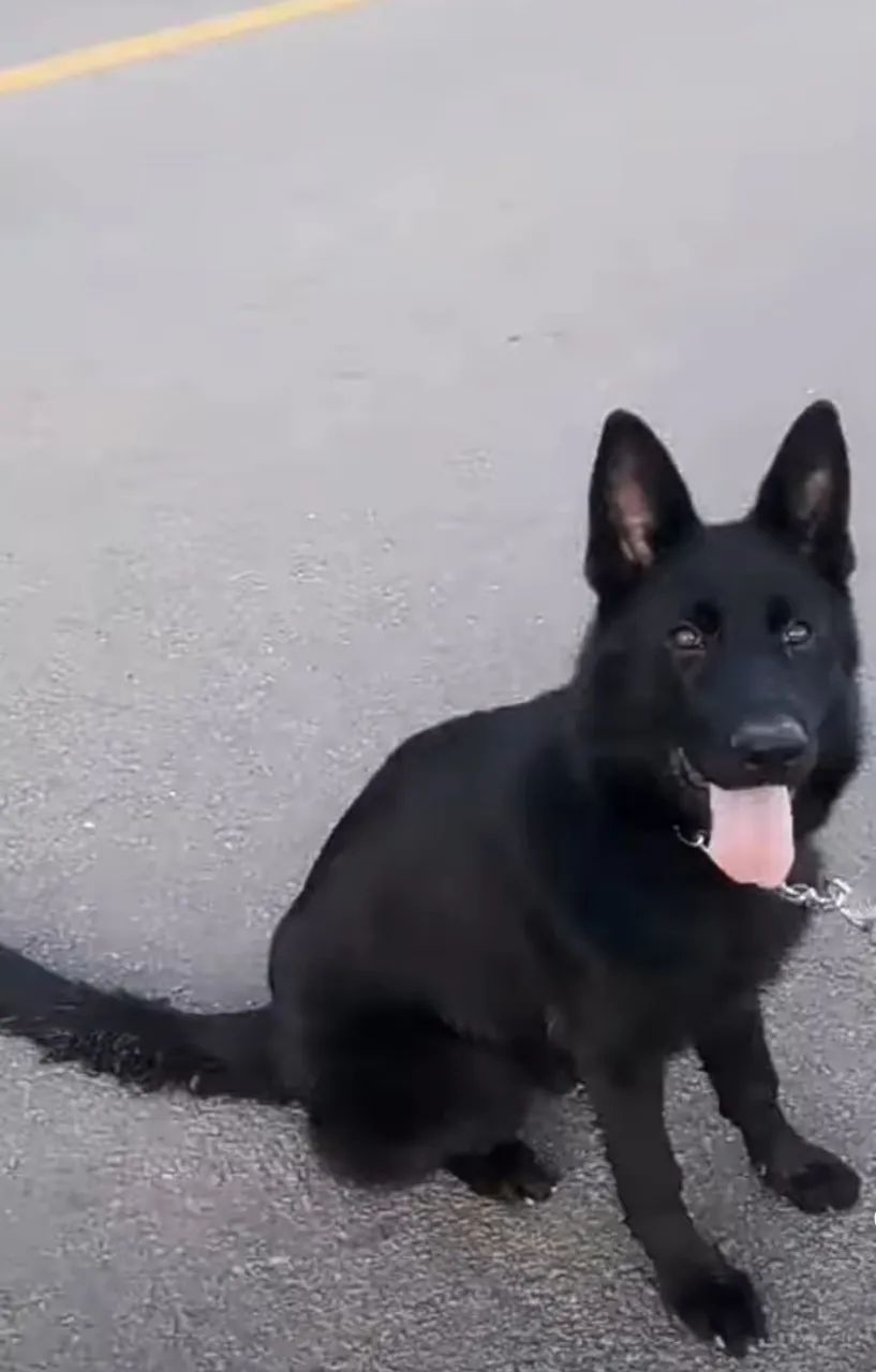 Cachorro  - Foto 2