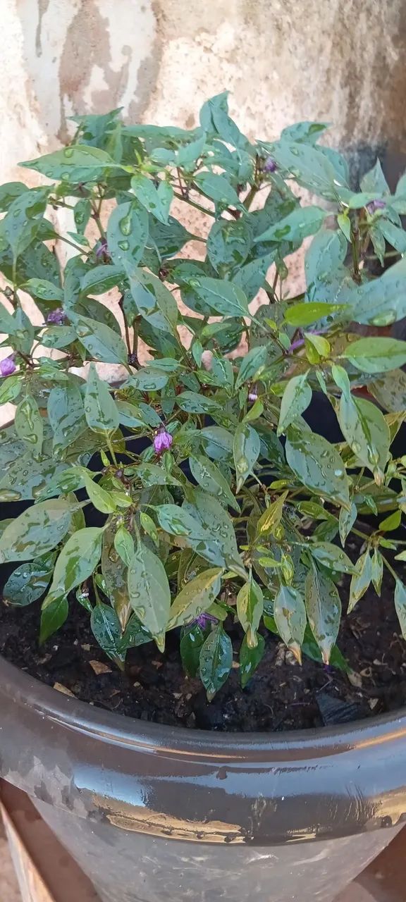 Pimenta pérola negra mudas - Foto 5