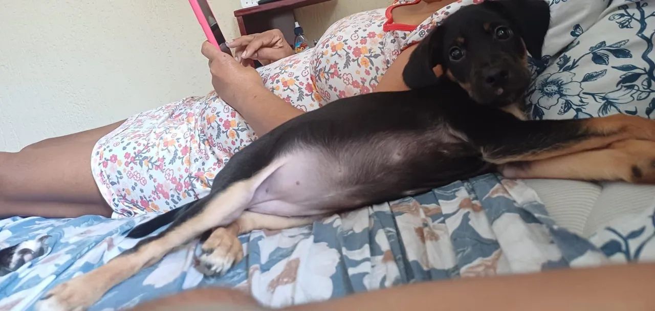 Pra vender cachorro de raça 