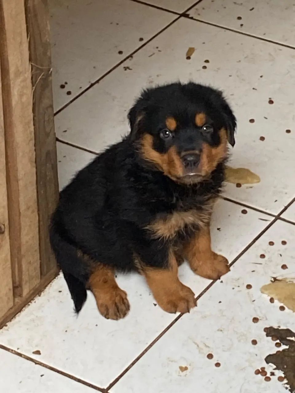 Filhote de rottweiler  - Foto 2
