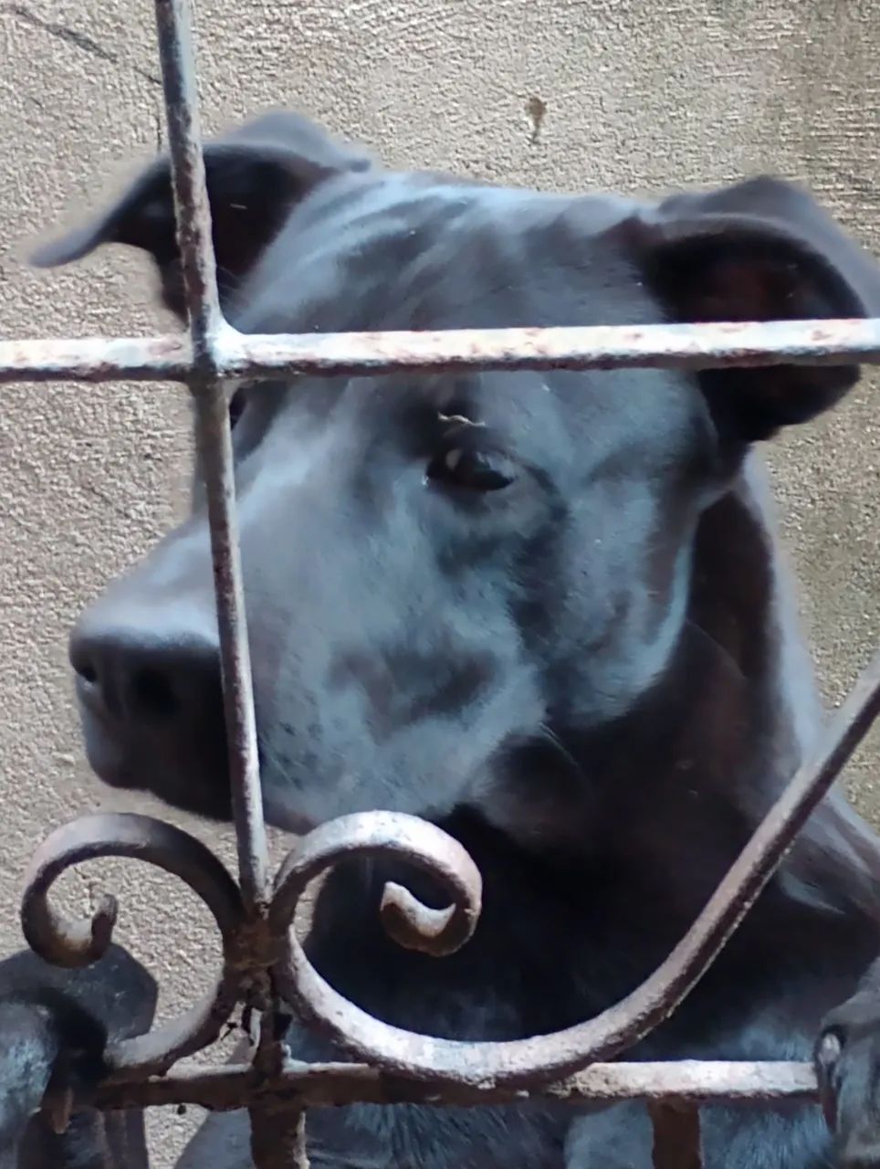 Cachorro Para Adoção  - Foto 2
