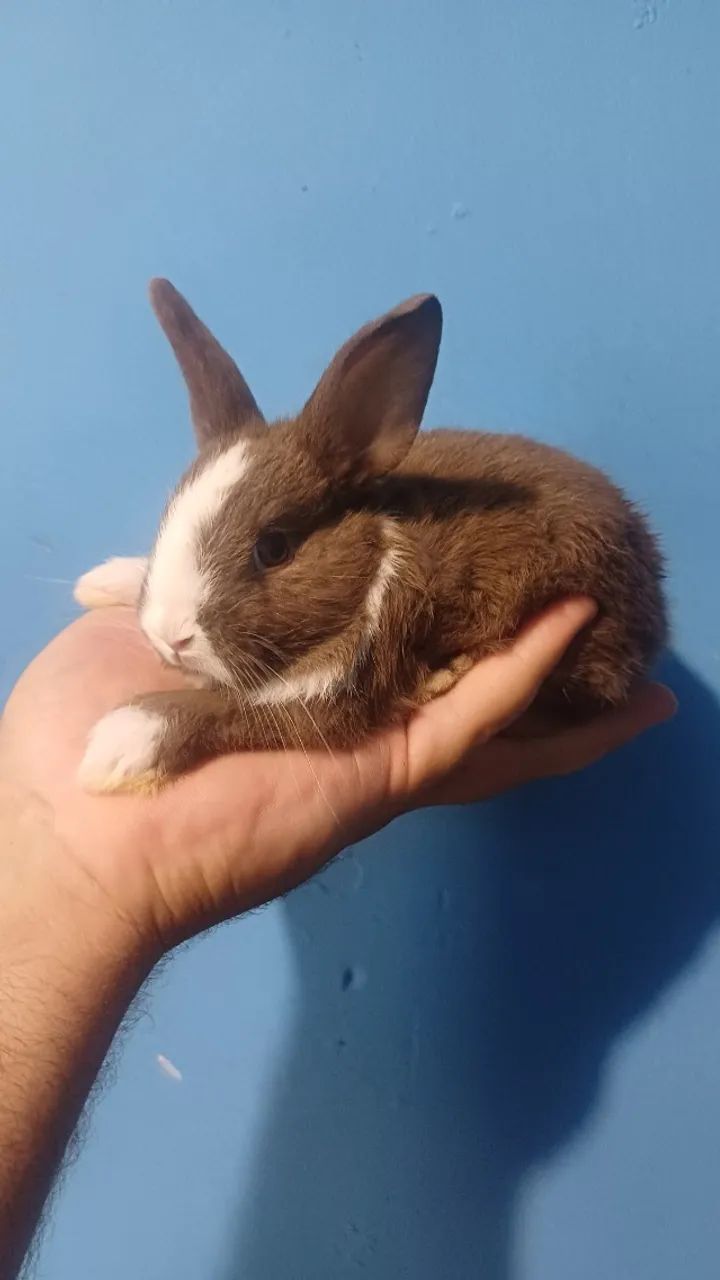 Coelhos mini holandês  - Foto 3