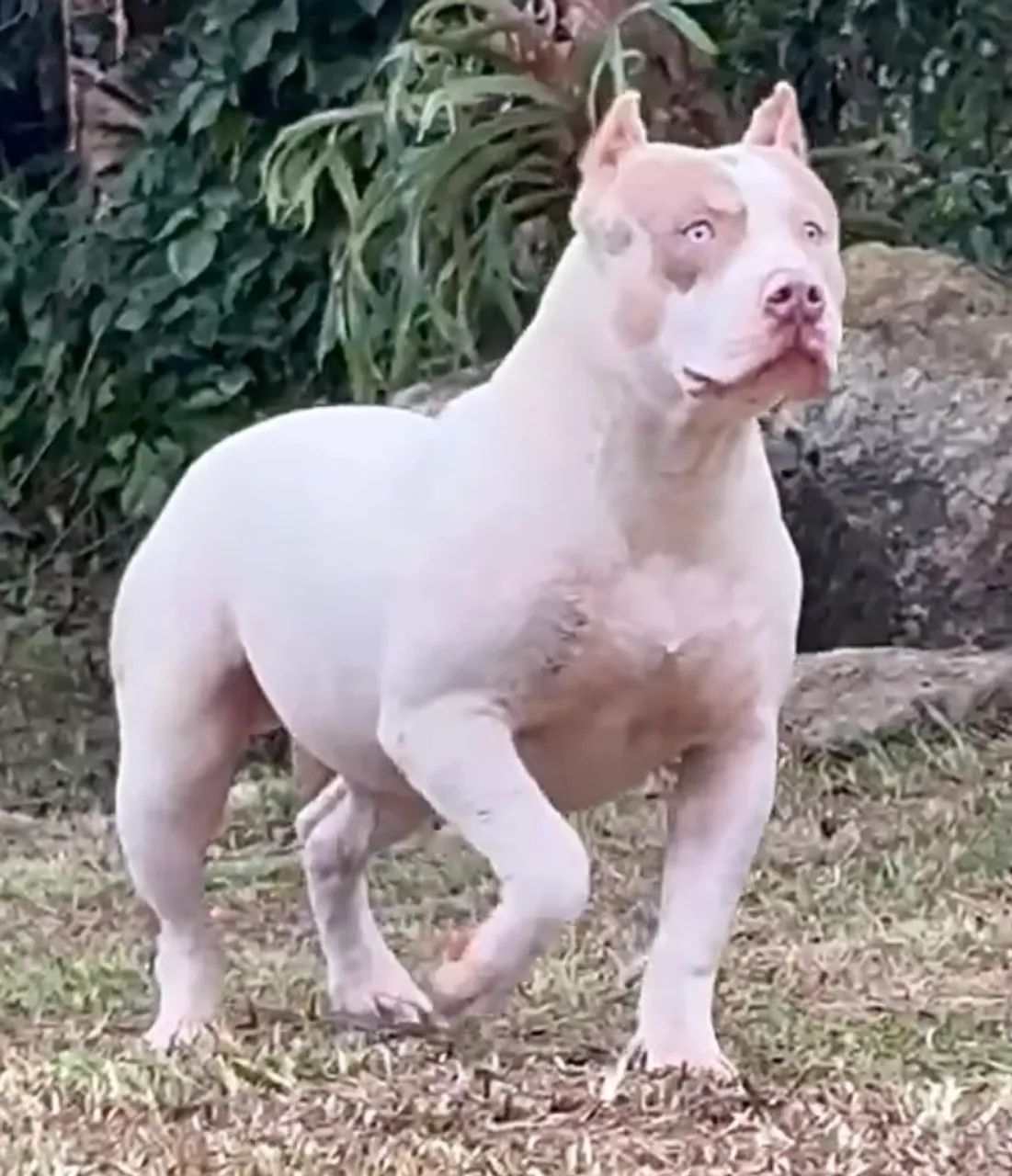 Filhote Pit Monster - Macho  - Foto 2