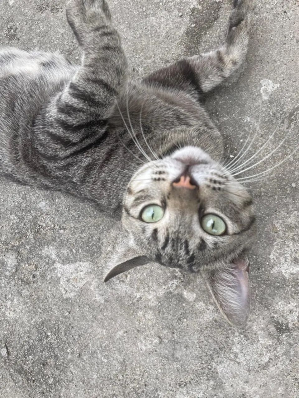 Adoção Gato macho  - Foto 3