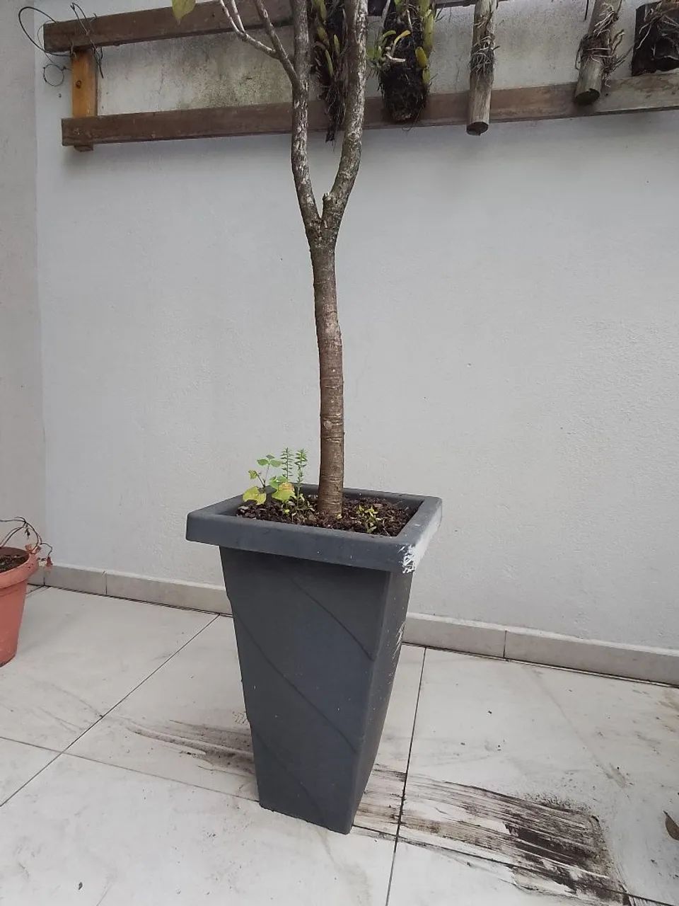 Planta frutífera  - Foto 3