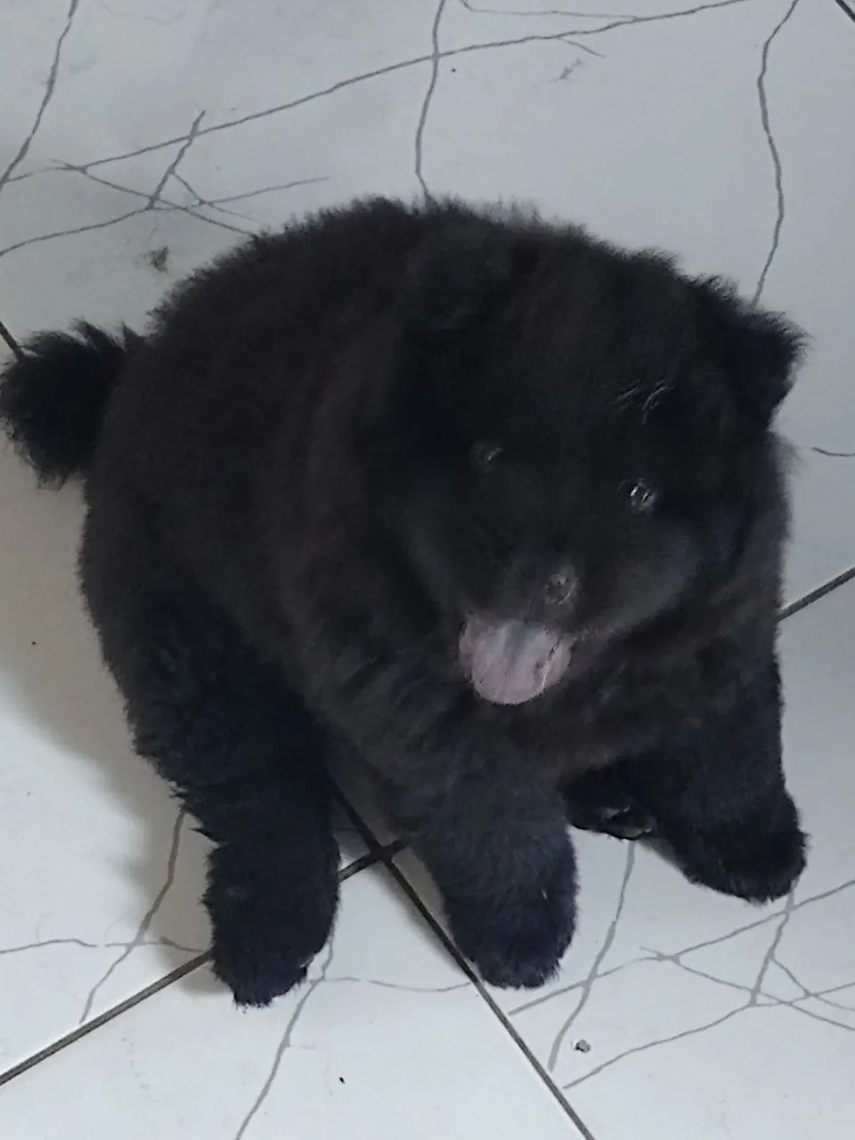 Vendo chowchow macho