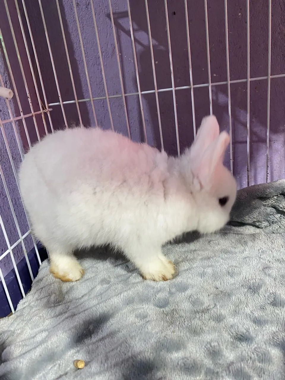 Mini Coelho Netherland Dwarf  - Foto 5