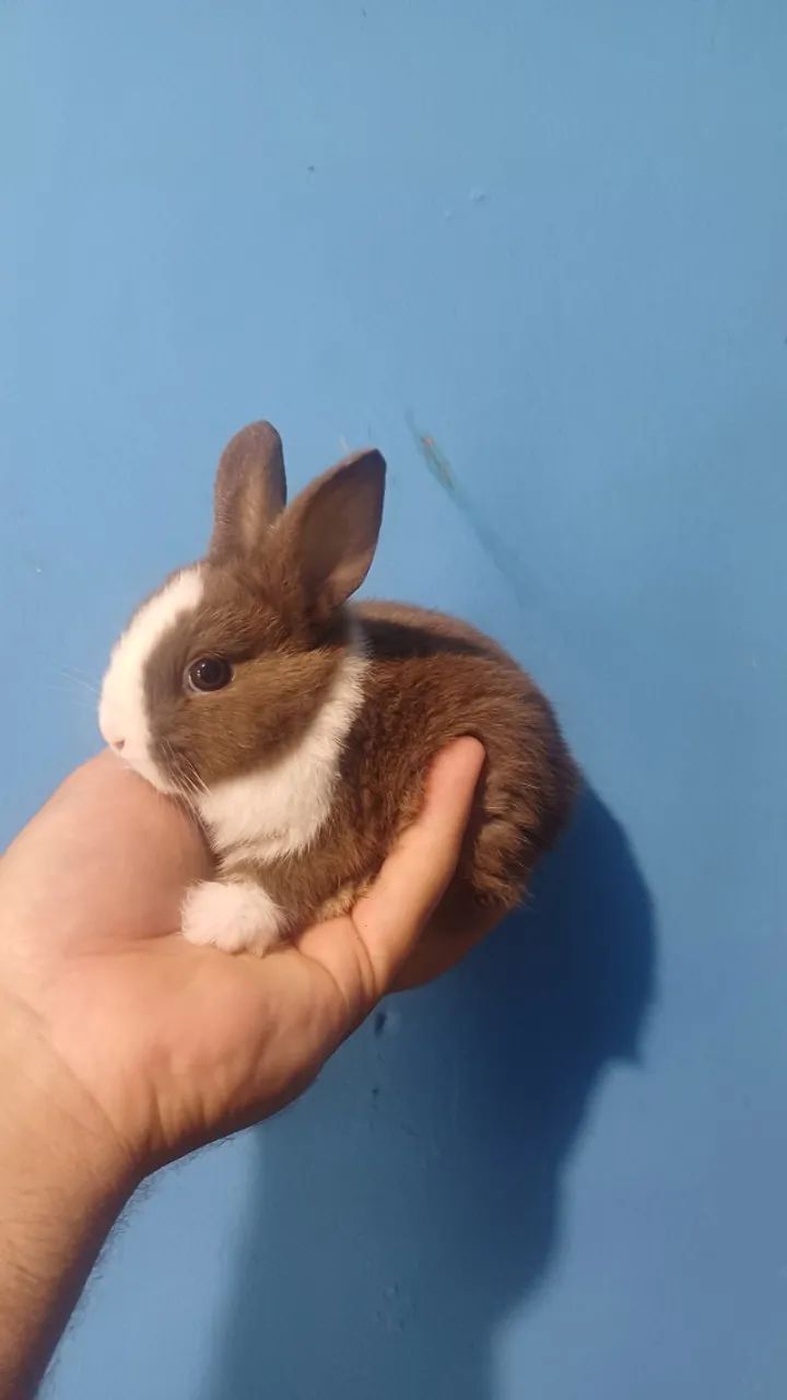 Coelhos mini holandês 