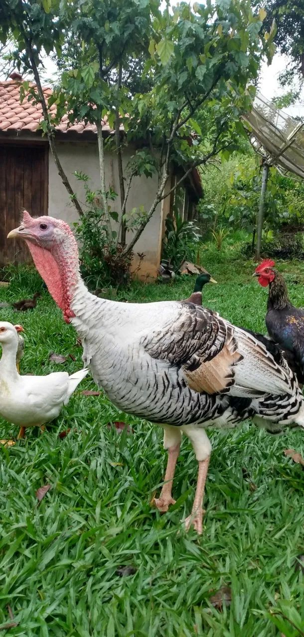 Peru Macho branco
