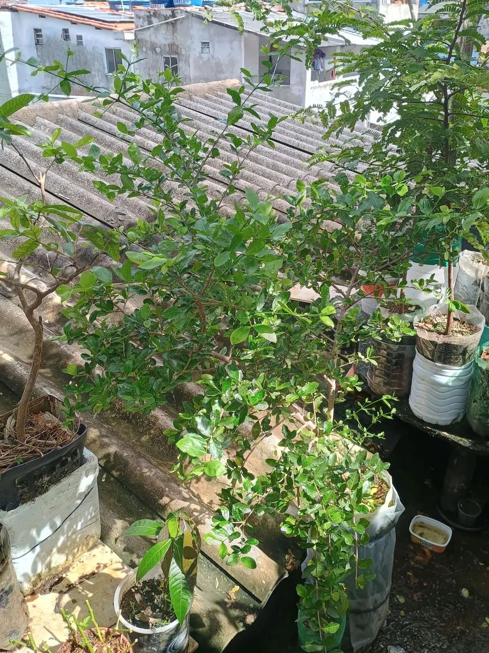 Muda de acerola  - Foto 4