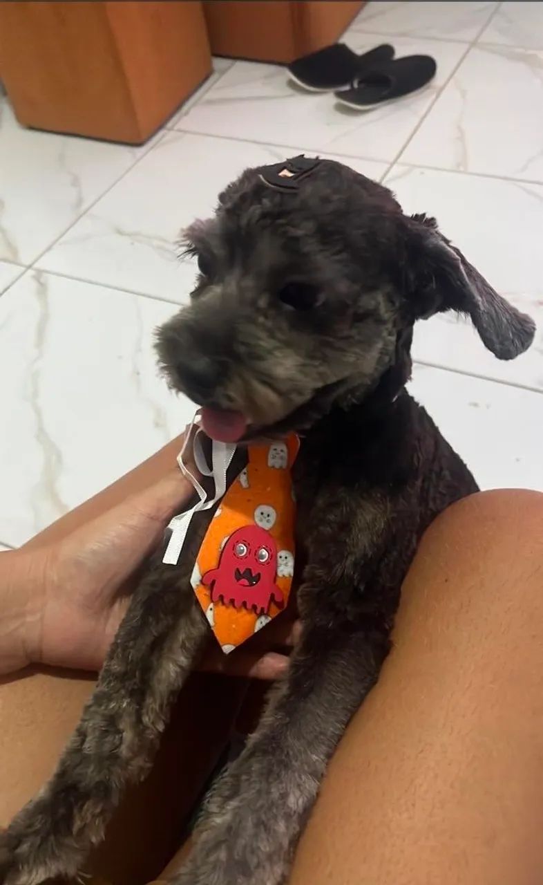 Lha apso macho