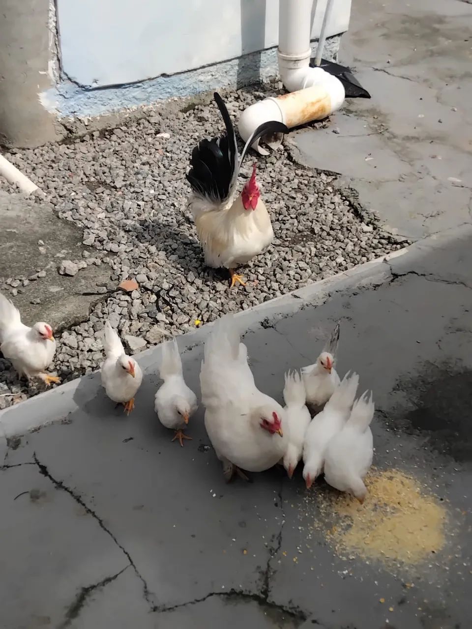 7 pintinhos de Mini garnizé - Foto 2