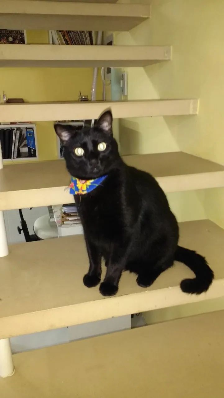 Doa se cachorro e gato urgente  - Foto 4