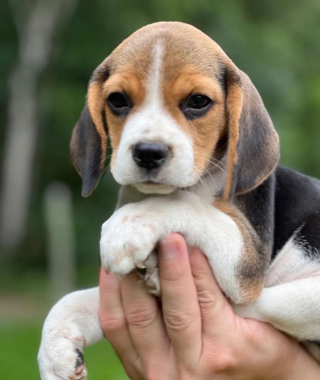 Beagle a pronta entrega 