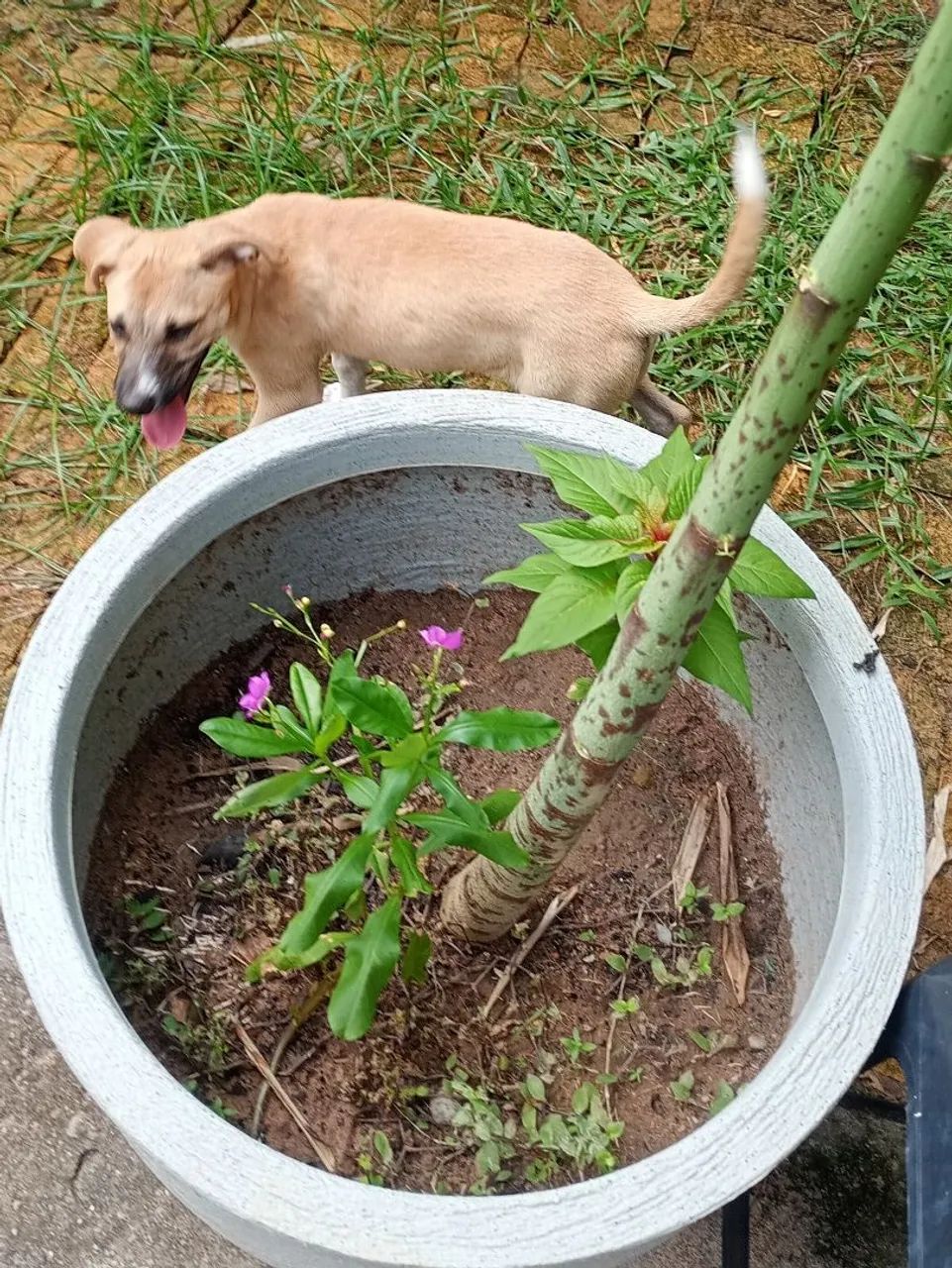Cachorrinha para adoção 
