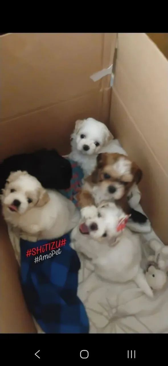 Cachorro ?