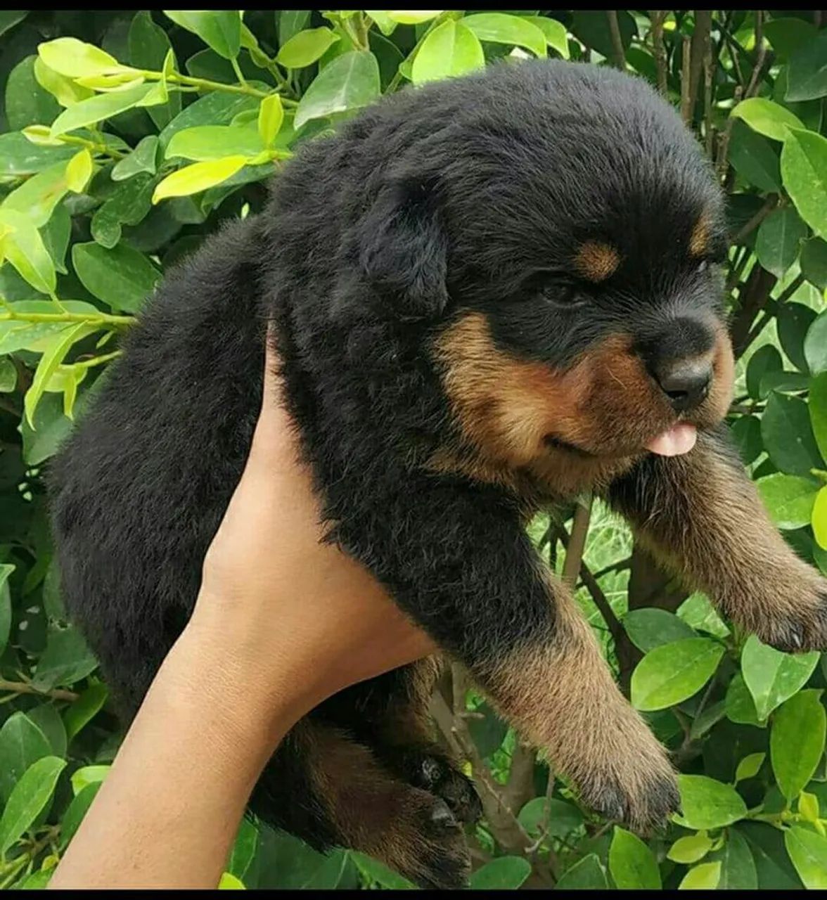 Rottweiler alemão big 