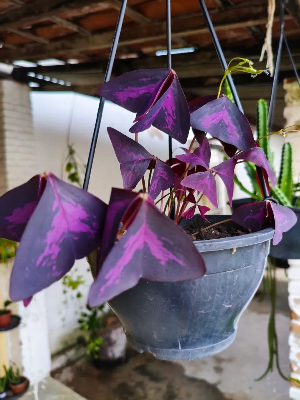 Lindas plantas, 30, 00  cada - Foto 5