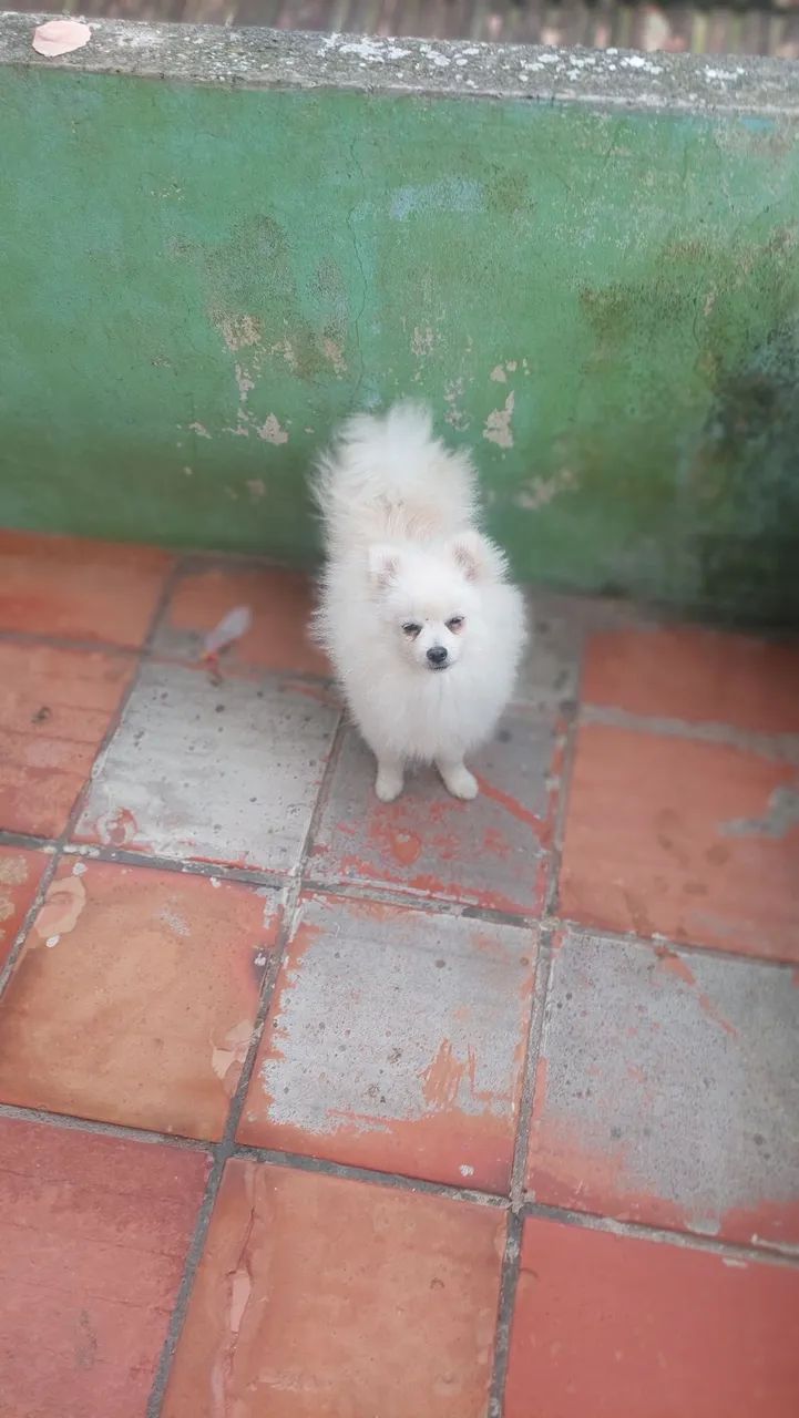 Cão  - Foto 4