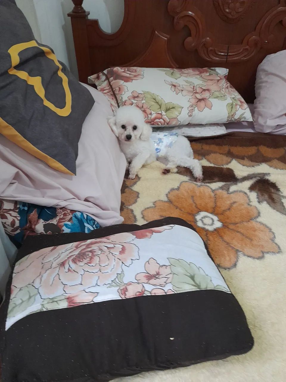 Poodle macho.  - Foto 3