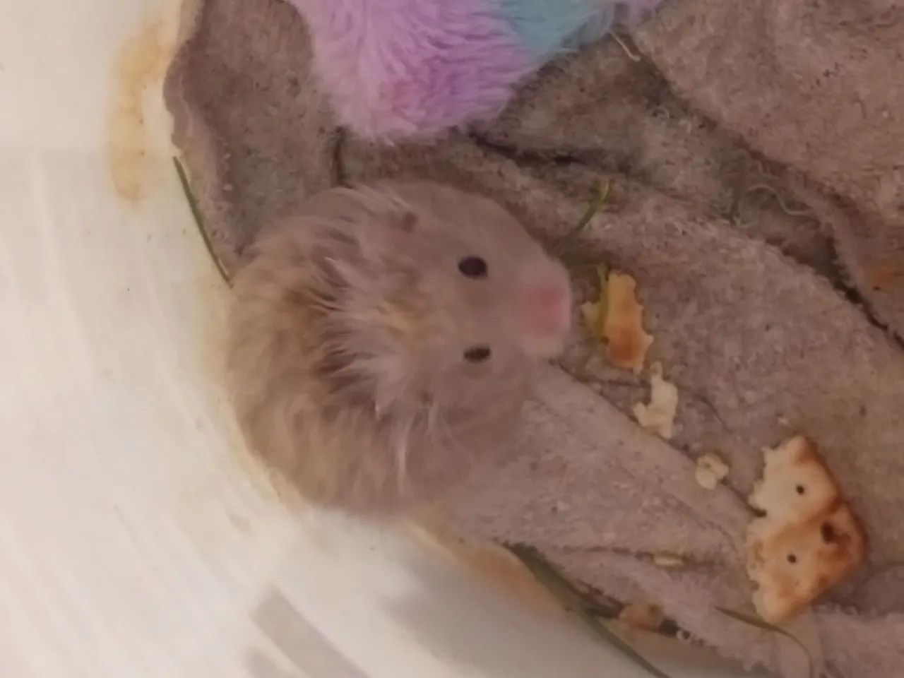 Bicho - Foto 2