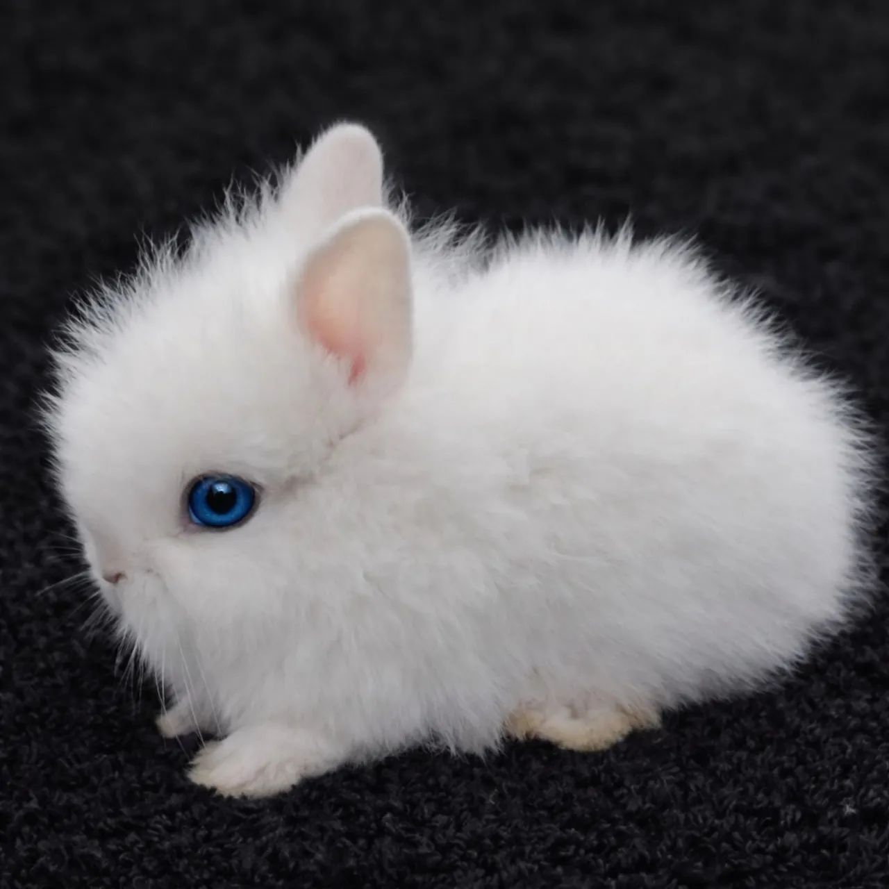 Mini coelho 