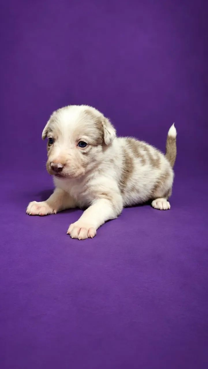 Filhote border collie  - Foto 5