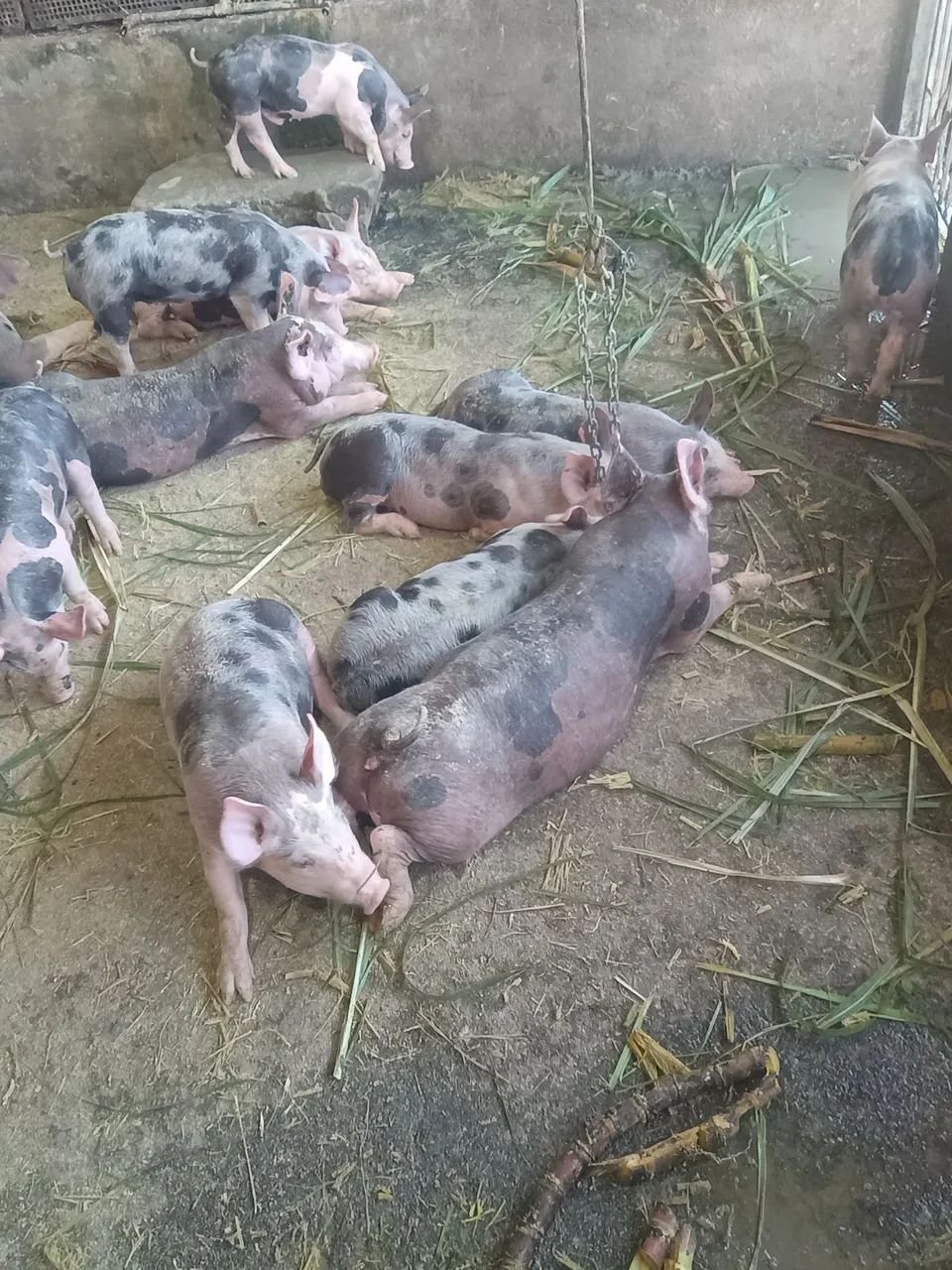 Suínos, pietran com duroc