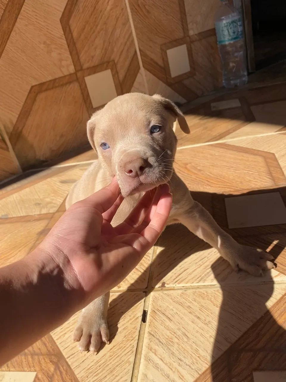 Filhote de pitbull monster Macho - Foto 2