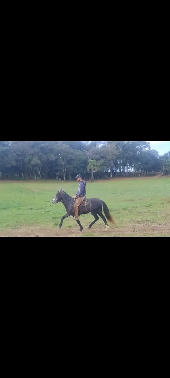 Potros MM domados - Foto 6