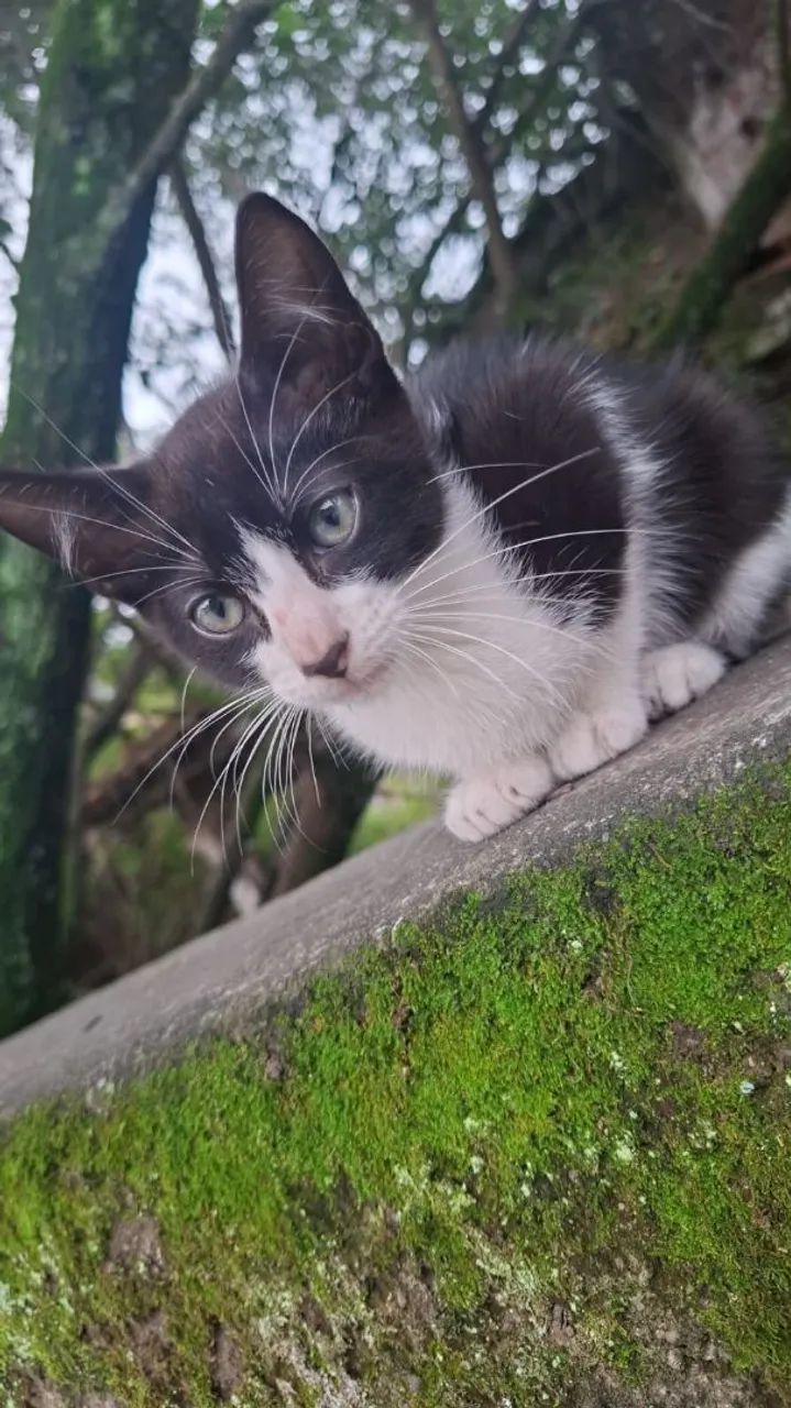 Doação de gatas - Foto 5