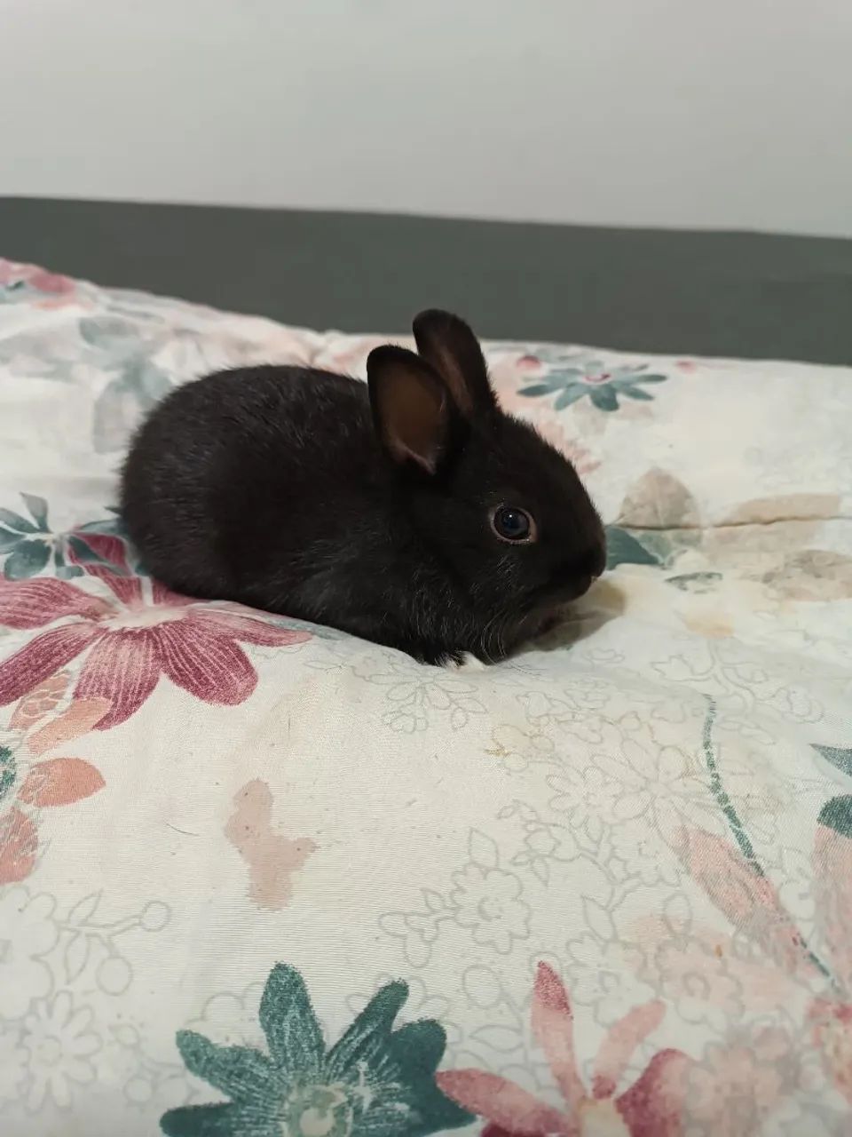 Filhotes mini coelho Netherland