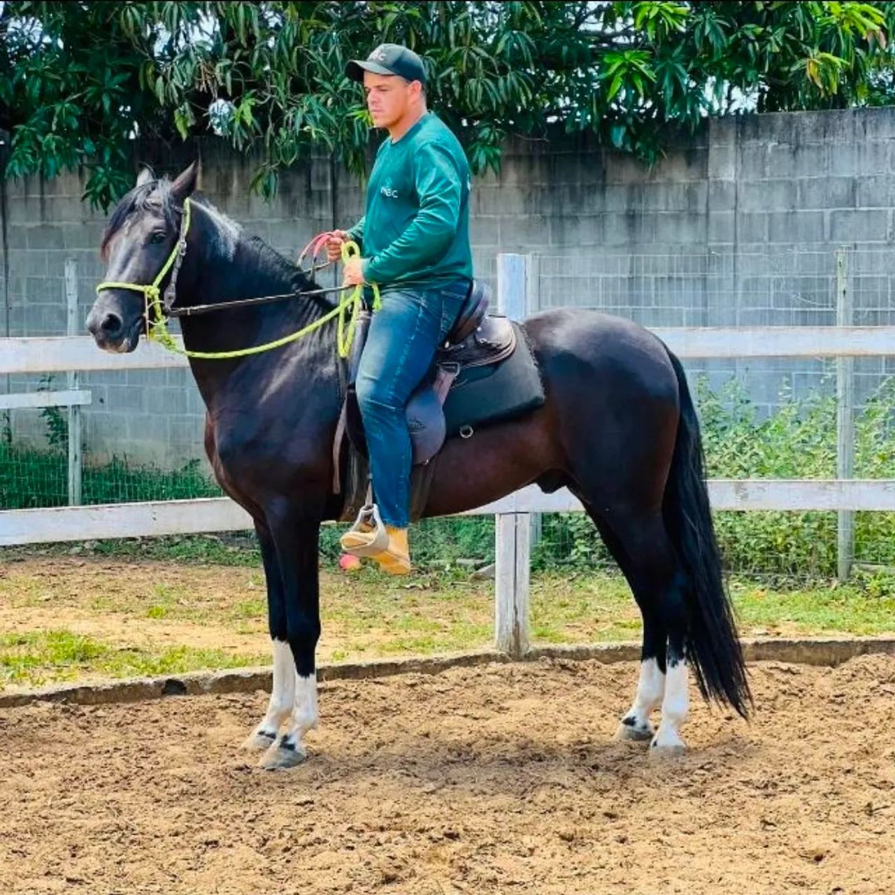 Vendo potro preto pampa calçado nas 4 patas registrado. - Foto 2