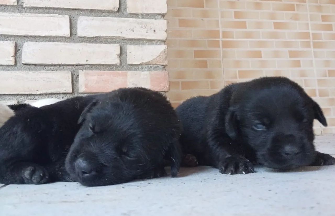 Labrador fêmeas e machos - Foto 2