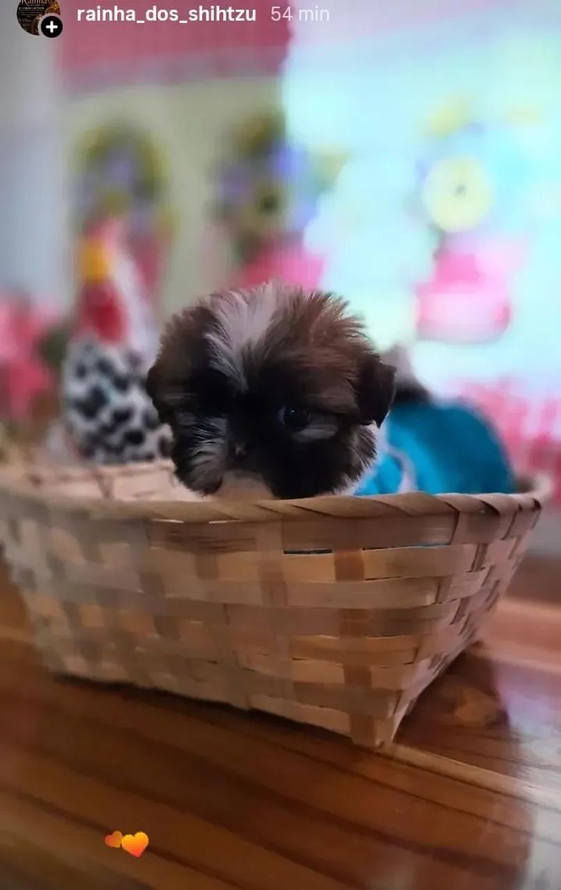 Shih-tzu  - Foto 4