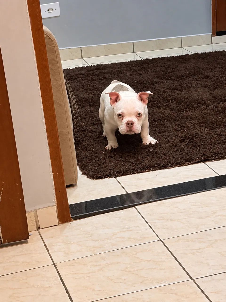AmericanBullyMicro - Foto 5