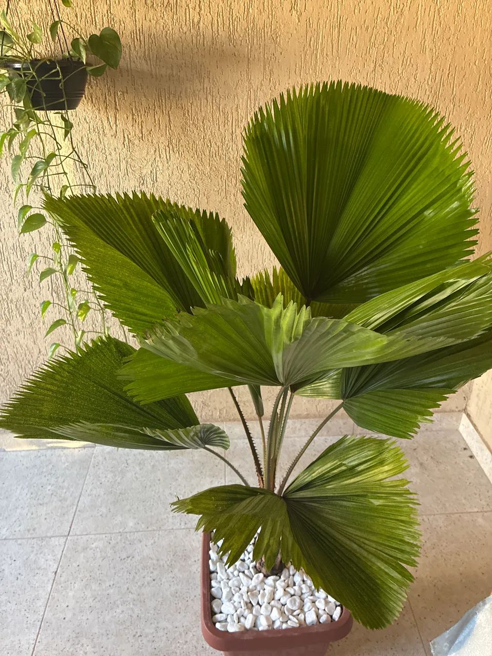 Plantas 