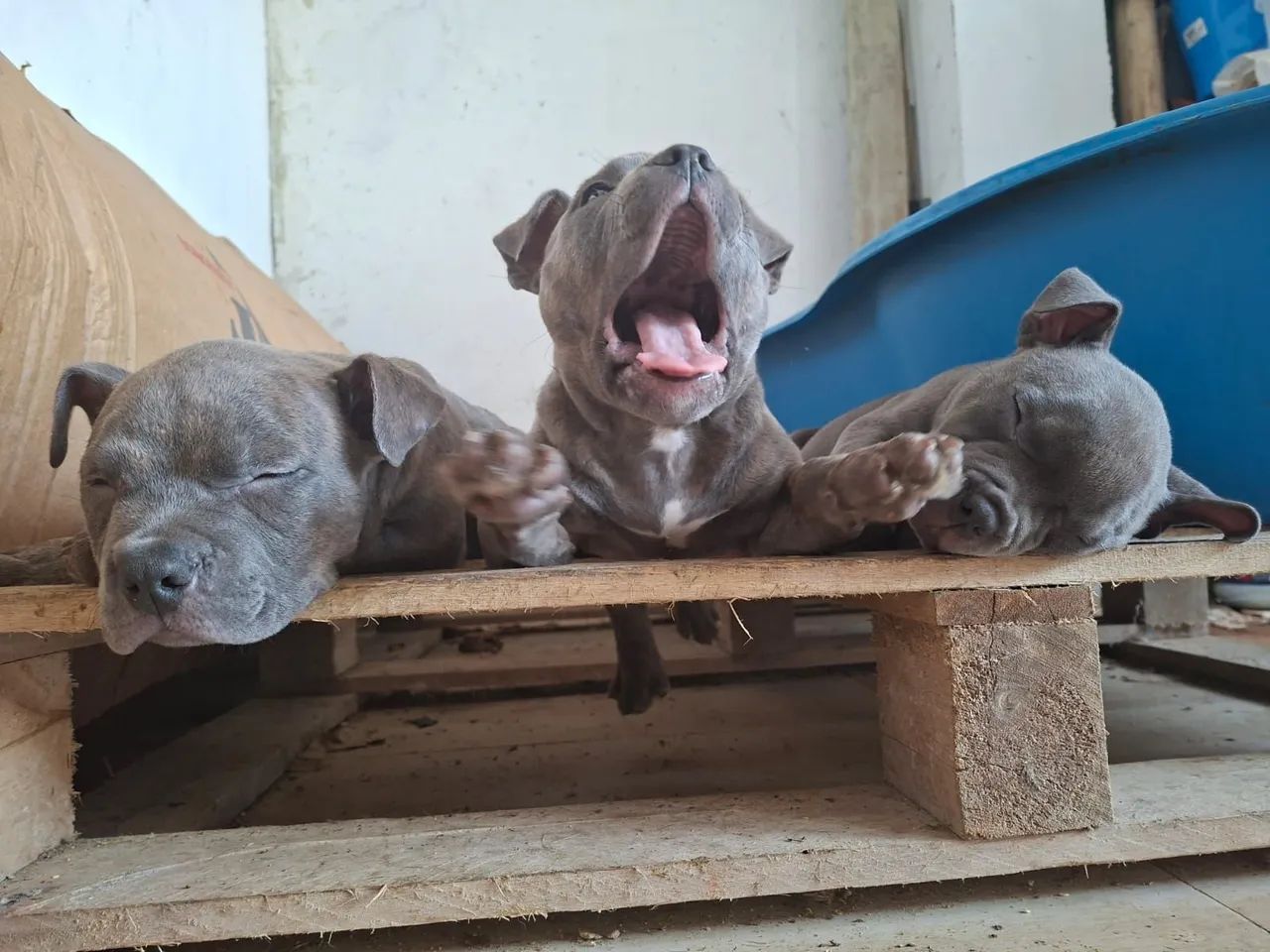 American bully - Foto 2