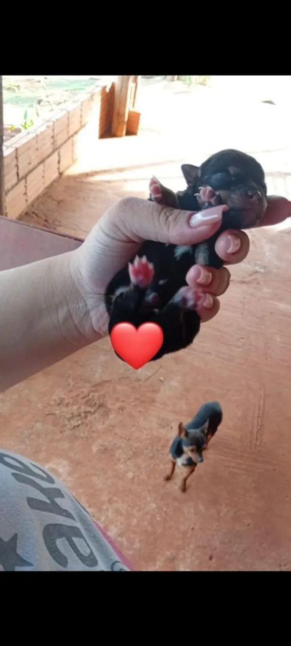 Pincher 0 - Foto 4